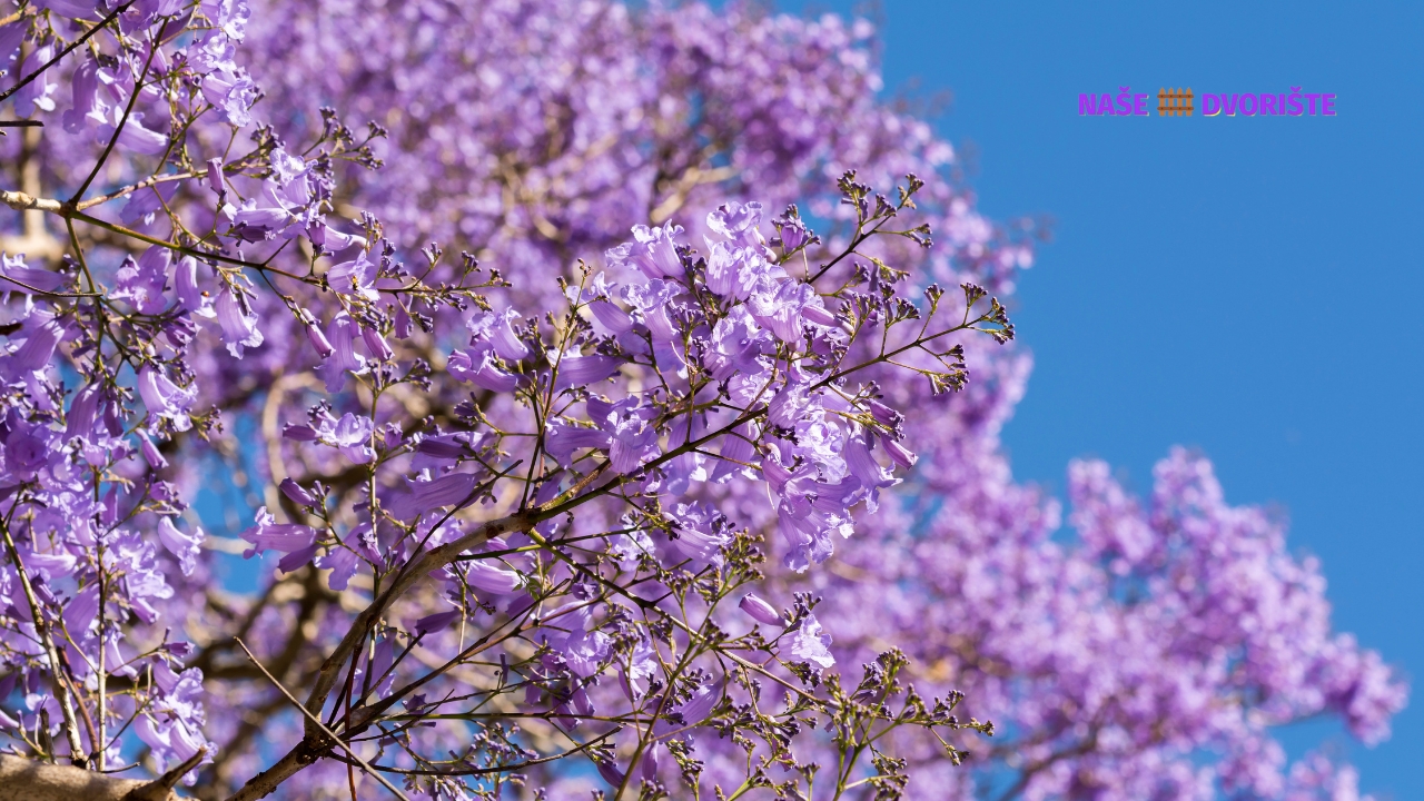 Bonsai Jacaranda - Jacaranda mimosifolia