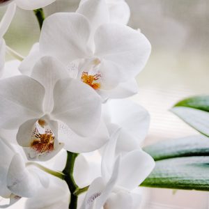 Žutilo na listovima orhideje