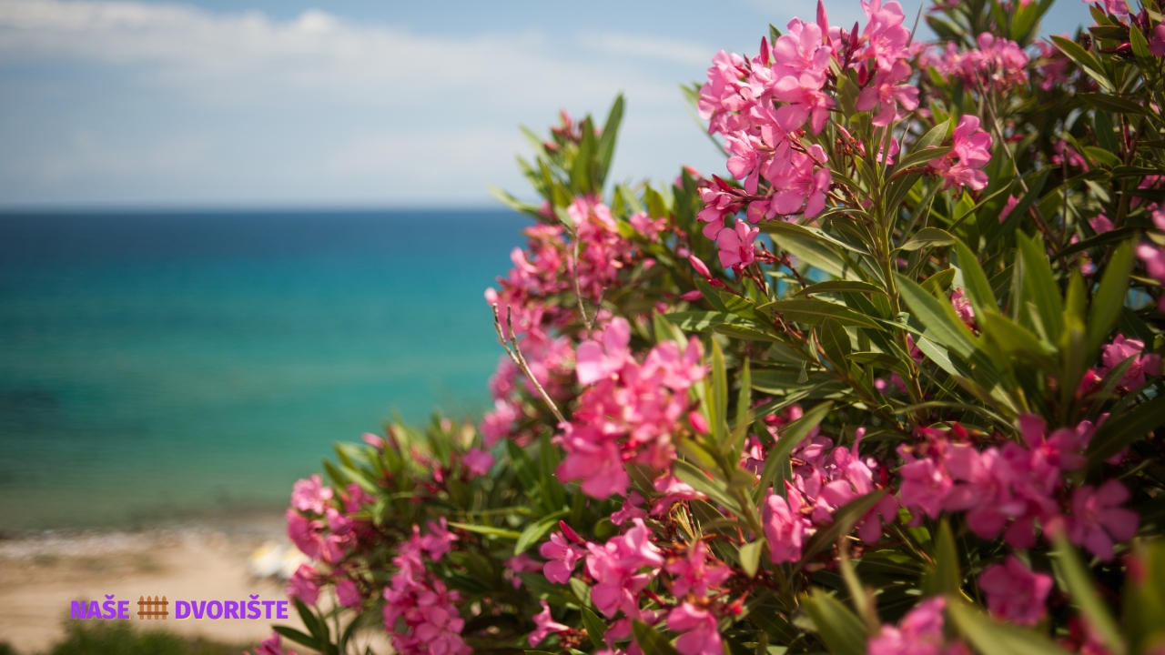 Oleander