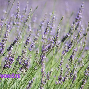 Lavanda sadnja, nega i uzgoj