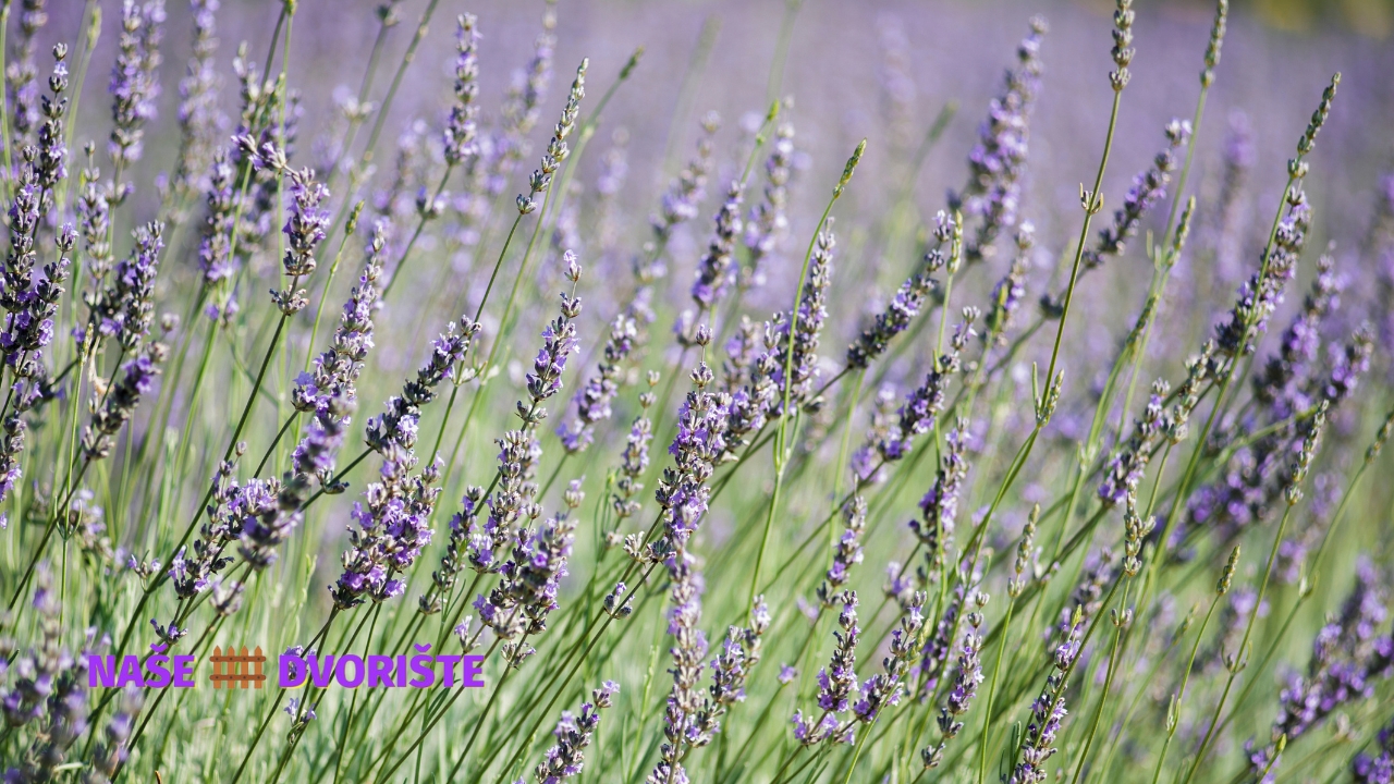 Lavanda sadnja, nega i uzgoj